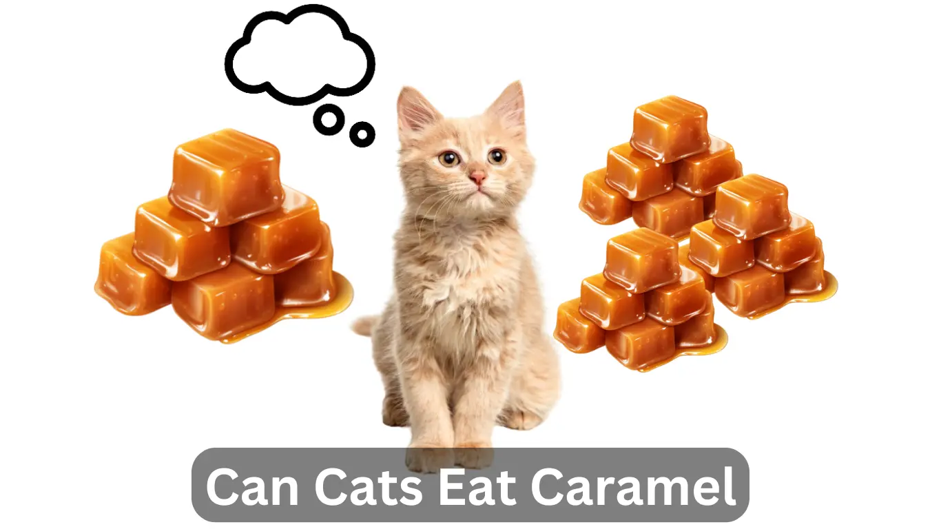 Can Cats Eat Caramel