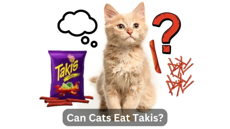 Can Cats Eat Takis? Find Out The Answer Now