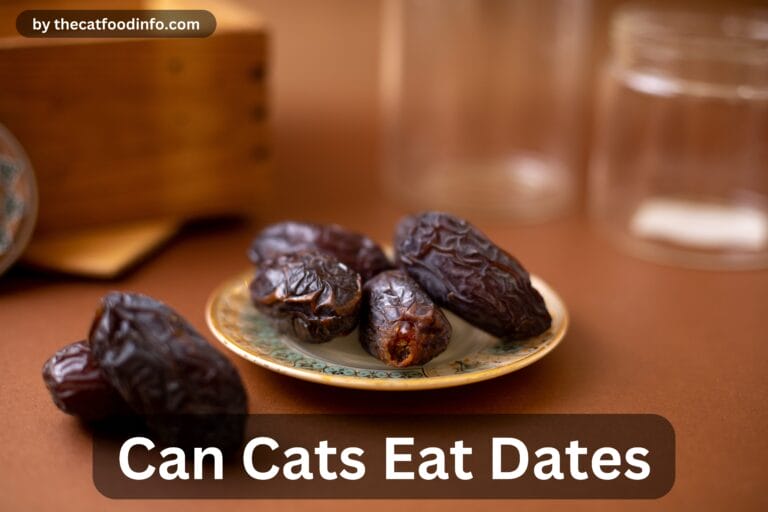 Can Cats Eat Dates? The Complete Guide