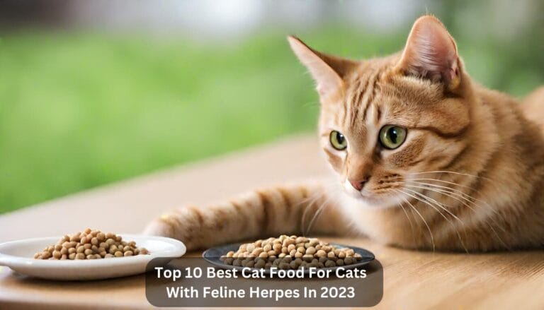 Top 10 Best Cat Food For Cats With Feline Herpes In 2024