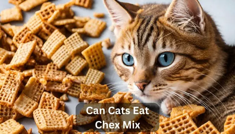 Can Cats Eat Chex Mix? A comprehensive Guide