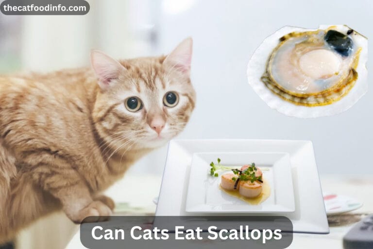 Can Cats Eat Scallops? The Ultimate Guidance