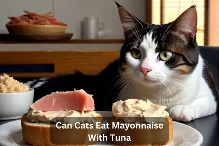 Can Cats Eat Mayonnaise With Tuna? A Comprehensive Guide