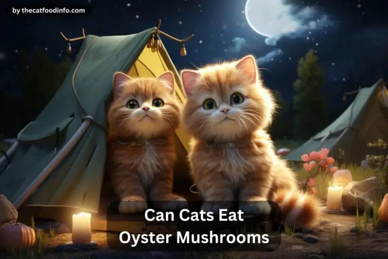 Can Cats Eat Oyster Mushrooms? The Ultimate Guide