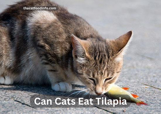 Can Cats Eat Tilapia? The Ultimate Guide Step By Step