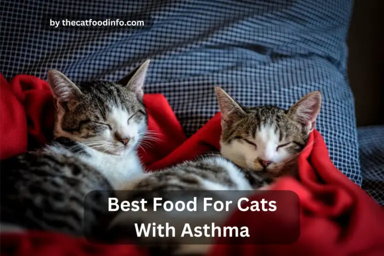 Top 7 Best Food For Cats With Asthma In 2023