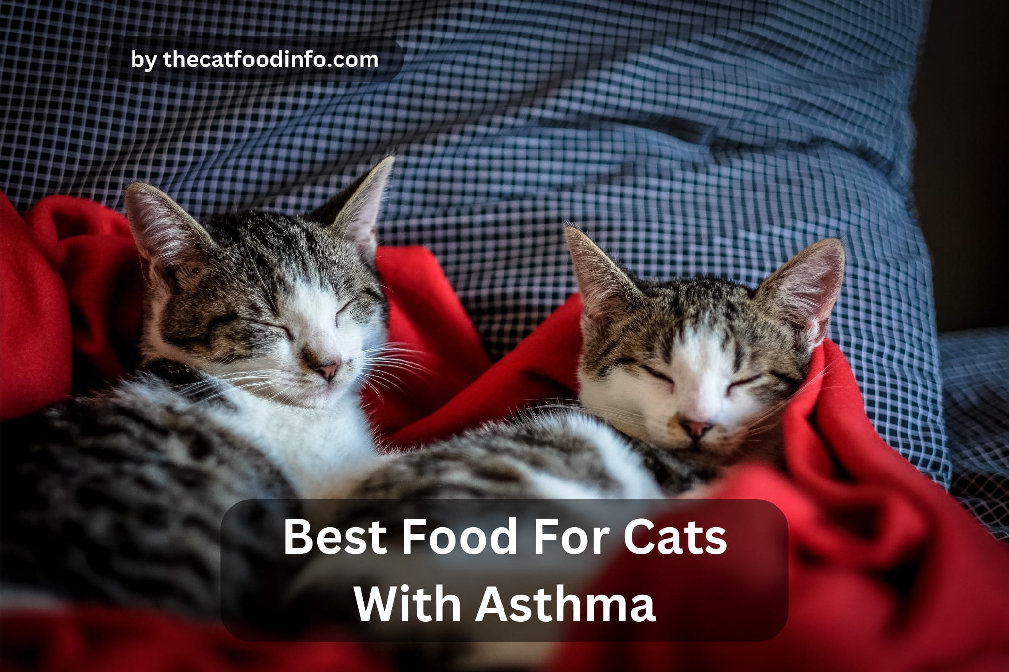 top-7-best-food-for-cats-with-asthma-in-2023