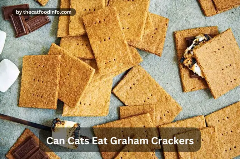 Can Cats Eat Graham Crackers? The Ultimate Guide