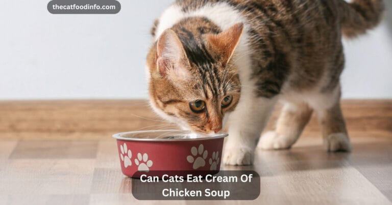 Can Cats Eat Cream Of Chicken Soup? The Complete Guideline