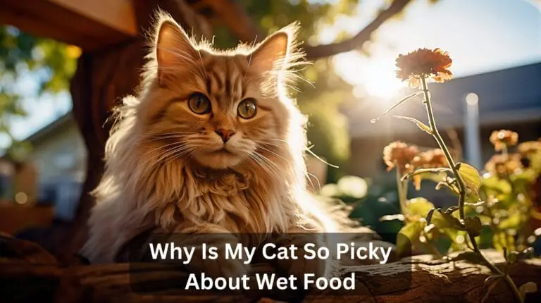 Why Is My Cat So Picky About Wet Food? The Complete Guide