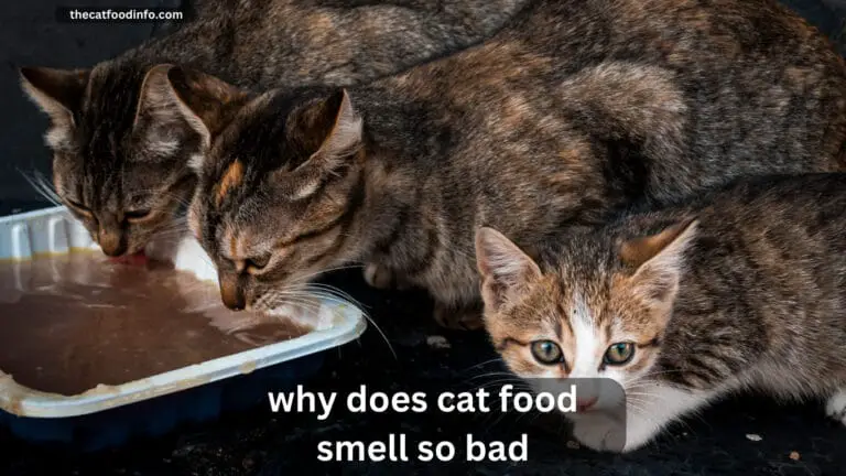 Why Does Cat Food Smell So Bad? The Complete Explanation