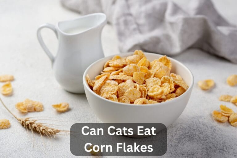 Can Cats Eat Corn Flakes? The Ultimate Guide