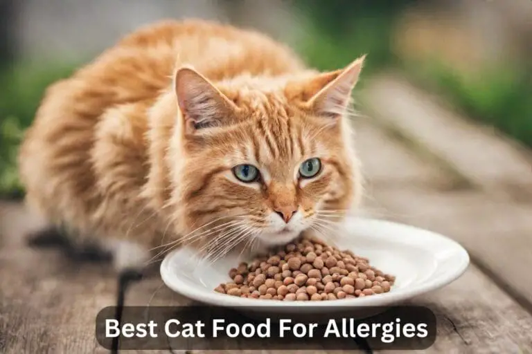 Top 8 Best Cat Food For Allergies In 2024