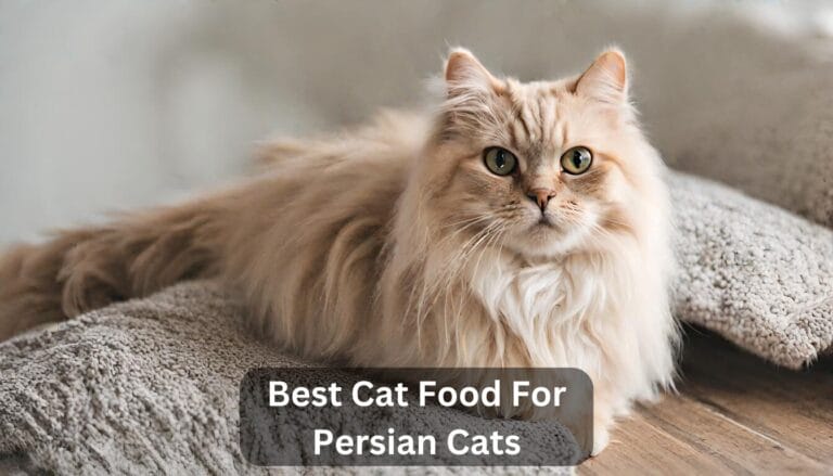 Top 5 Best Cat Food For Persian Cats in 2024