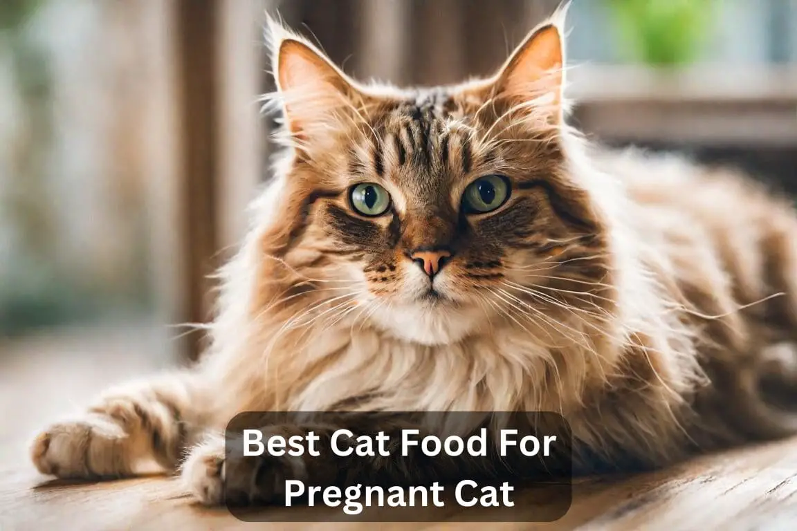 Best Cat Food For Pregnant Cat