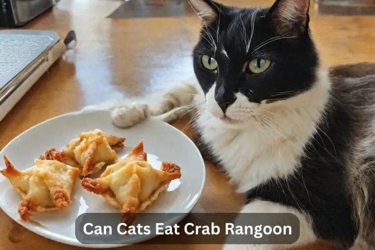 Can Cats Eat Crab Rangoon? A Complete Guide