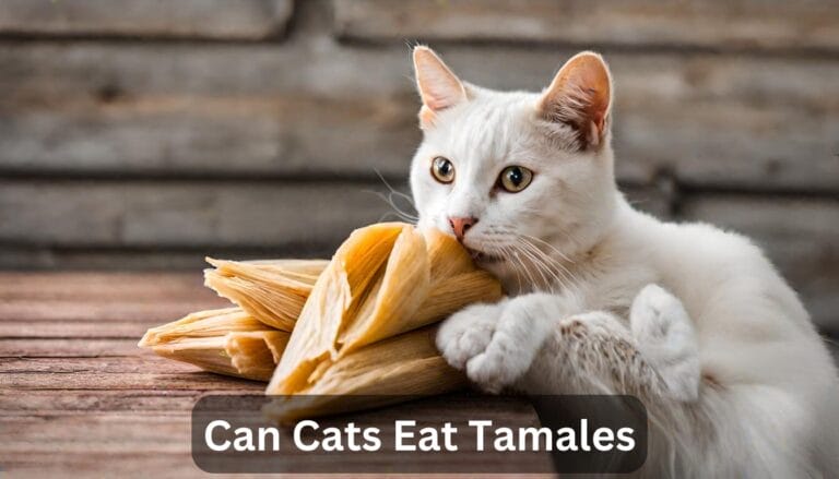 Can Cats Eat Tamales? A Complete Guide