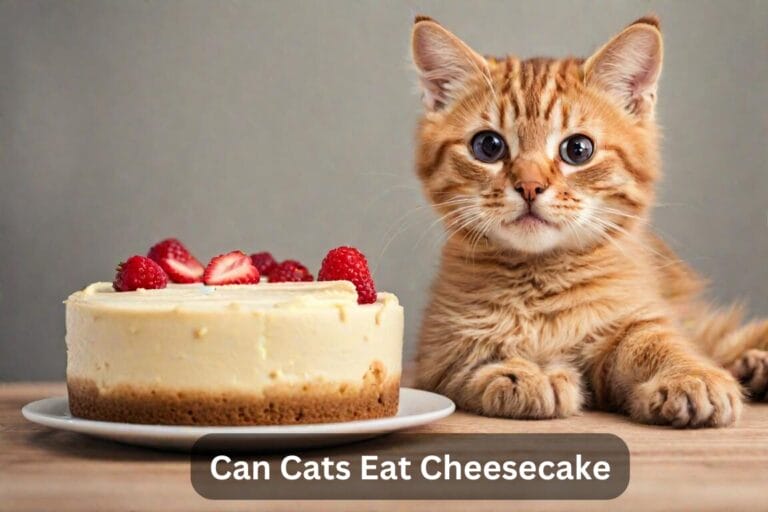 Can Cats Eat Cheesecake? A Complete Guide