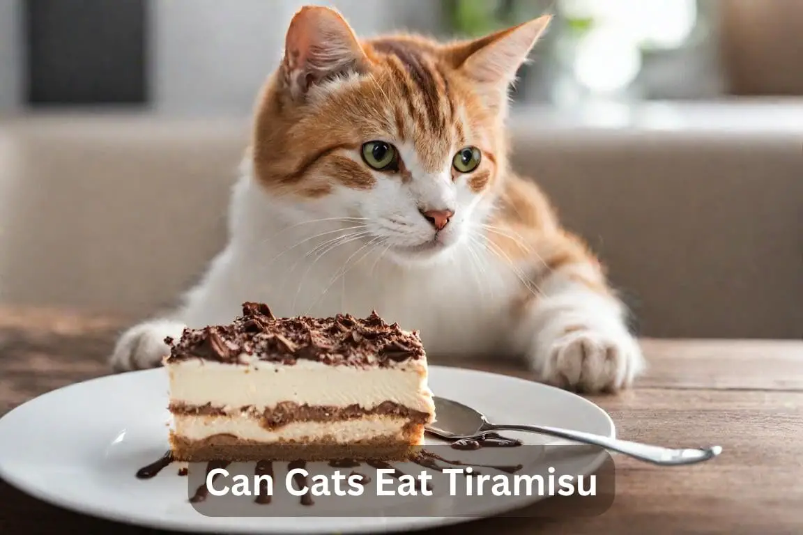 Can Cats Eat Tiramisu