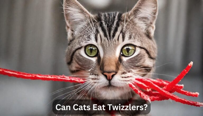 Can Cats Eat Twizzlers? Health Risks And Benefits