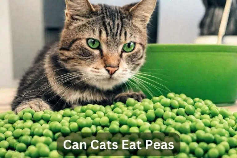 Can Cats Eat Peas? A Comprehensive Guide Step-by-Step