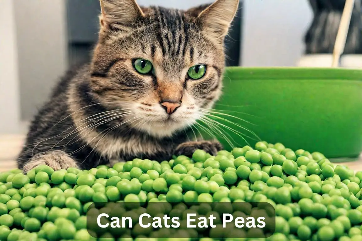 Can Cats Eat Peas