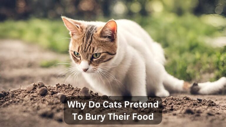 Why Do Cats Pretend To Bury Their Food?