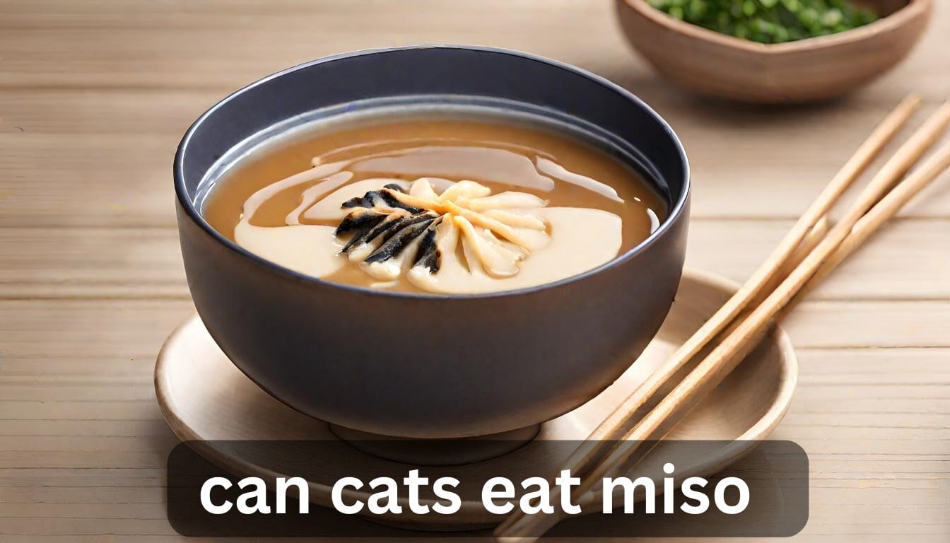 can cats eat miso