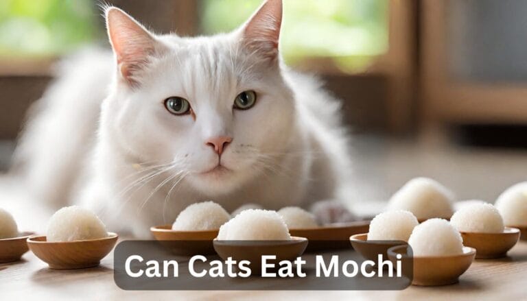 Can Cats Eat Mochi? A Comprehensive Guide