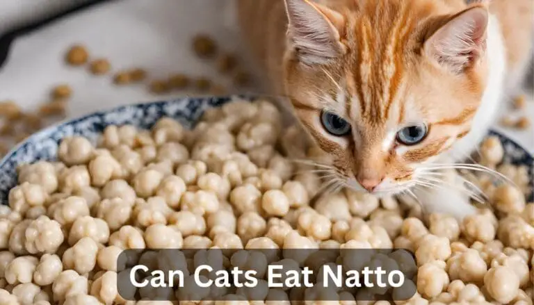 Can Cats Eat Natto? A Complete Guide