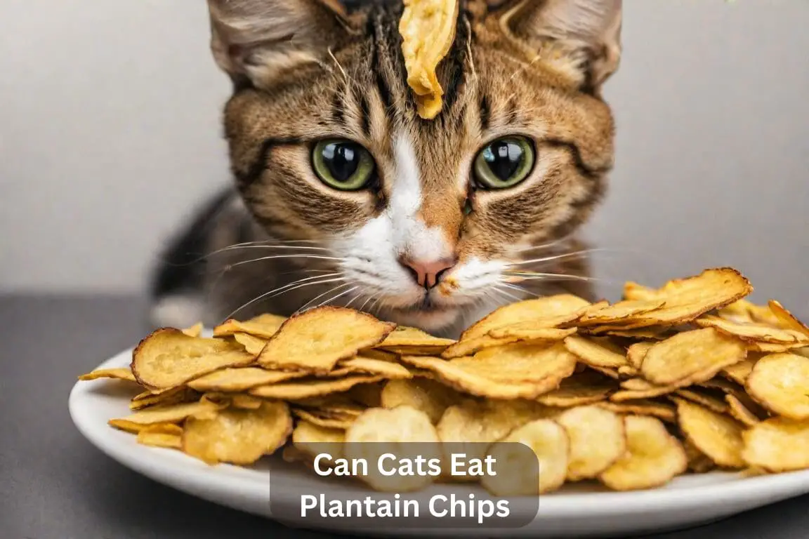 Can Cats Eat Plantain Chips? A Comprehensive Guide