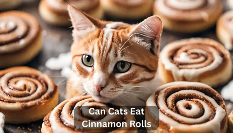 Can Cats Eat Cinnamon Rolls? A Complete Guide