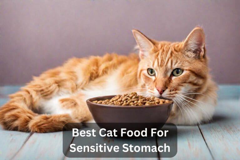 Top 5 Best Cat Food For Sensitive Stomach In 2024