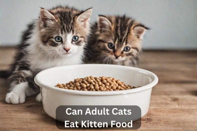 Can Adult Cats Eat Kitten Food? A Comprehensive Guide