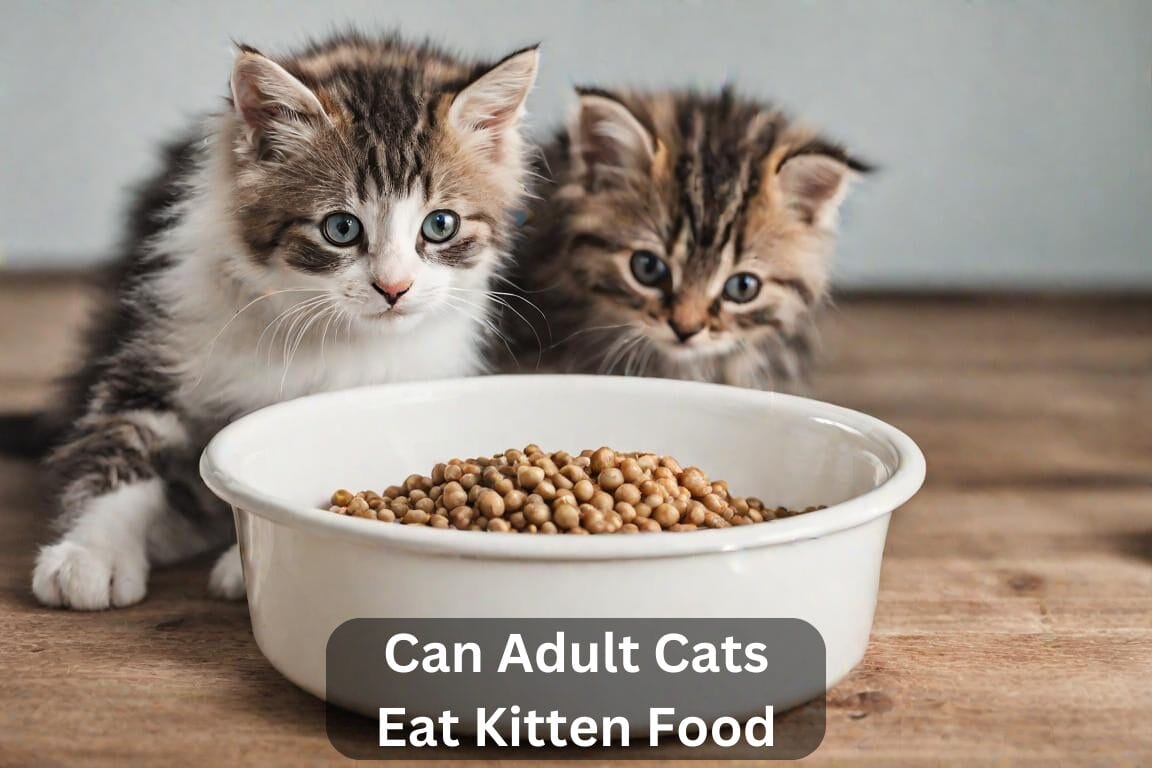 Can Adult Cats Eat Kitten Food