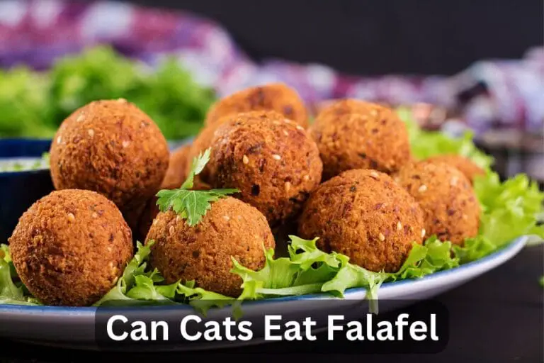 Can Cats Eat Falafel? Find The Answer Now