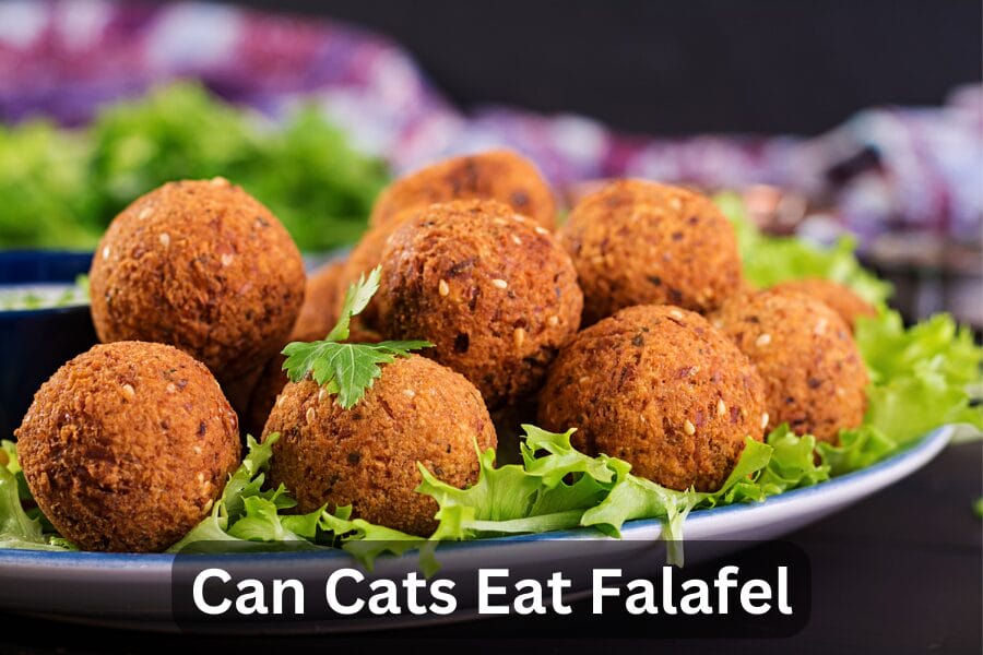 Can Cats Eat Falafel