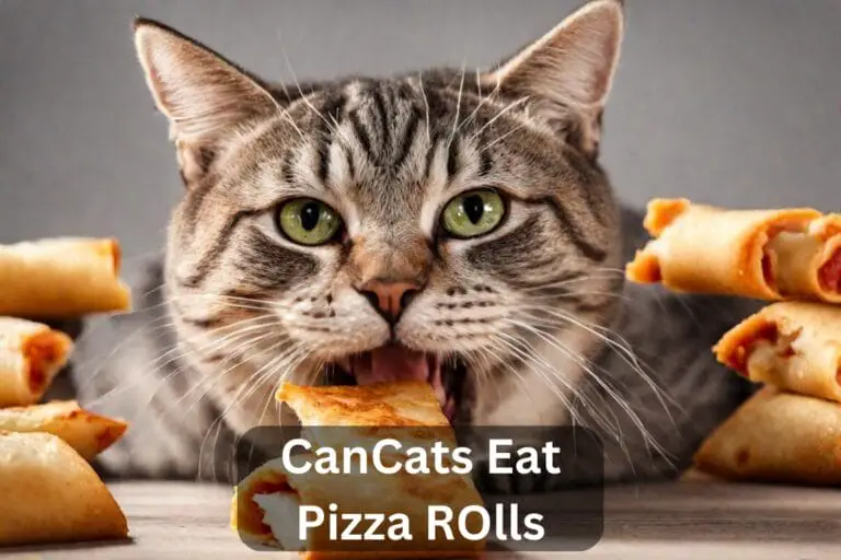 Can Cats Eat Pizza Rolls? A Complete Guide