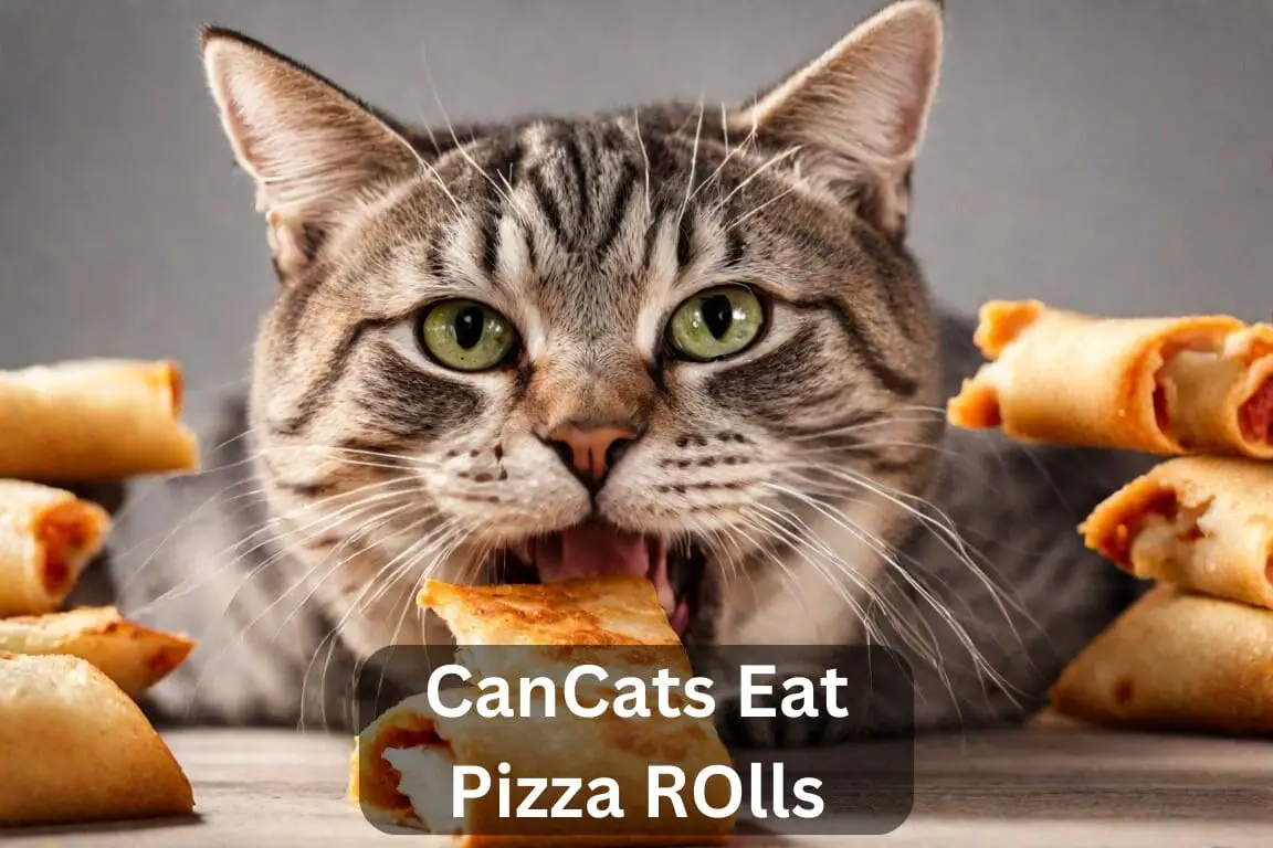 can cats eat pizza rolls