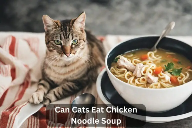 Can Cats Eat Chicken Noodle Soup? A Comprehensive Guide