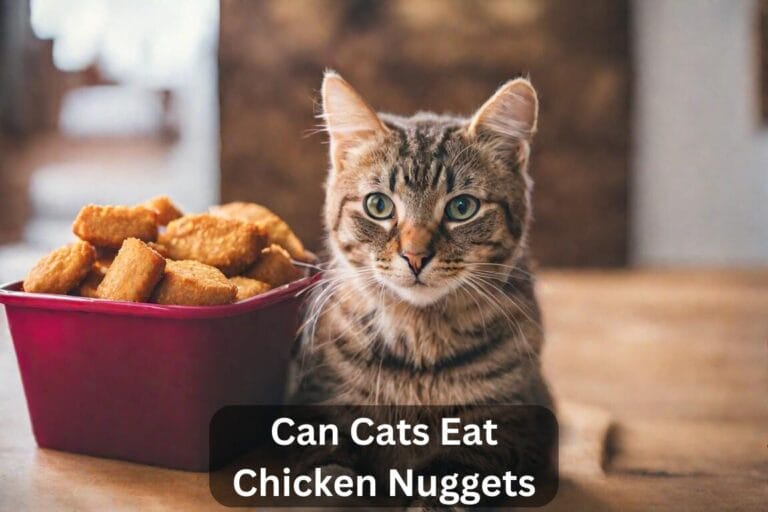 Can Cats Eat Chicken Nuggets? A Comprehensive Guide