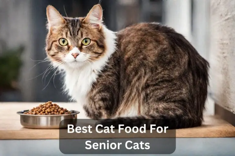 Top 5 Best Cat Food For Senior Cats In 2024