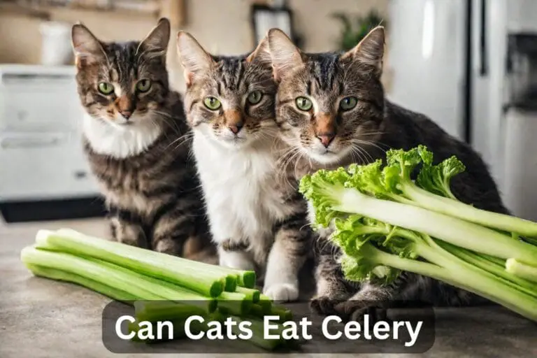 Can Cats Eat Celery? A Comprehensive Guide