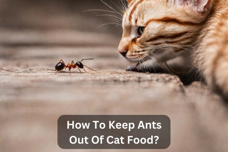 How To Keep Ants Out Of Cat Food? Complete Guide