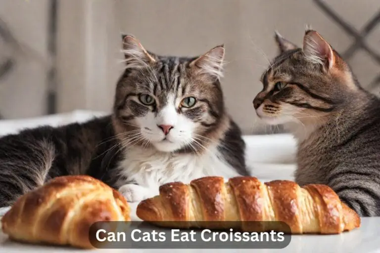 Can Cats Eat Croissants? (Yes or No With Detail)