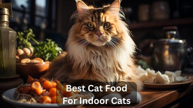 Top 5 Best Cat Food For Indoor Cats In 2024