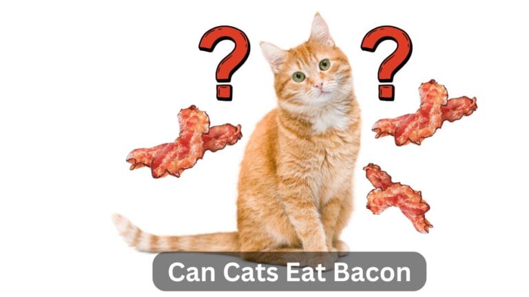 Can Cats Eat Bacon? Explore The Answer Now