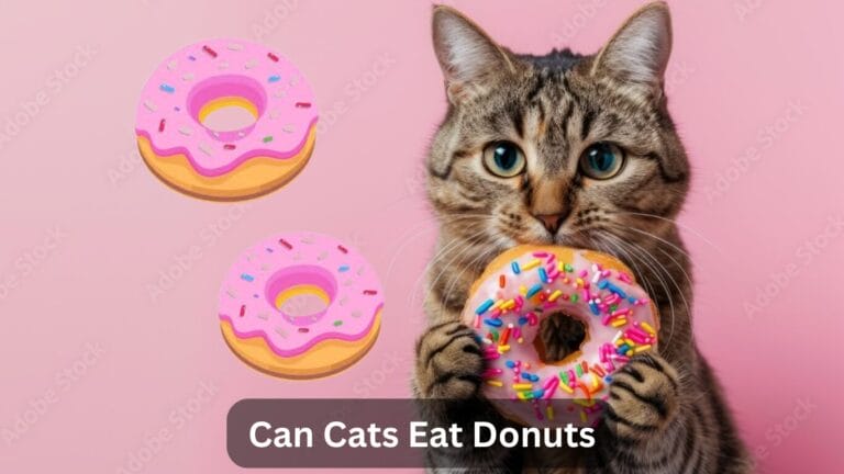 Can Cats Eat Donuts? A Comprehensive Guide