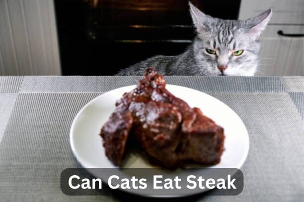 Can Cats Eat Steak