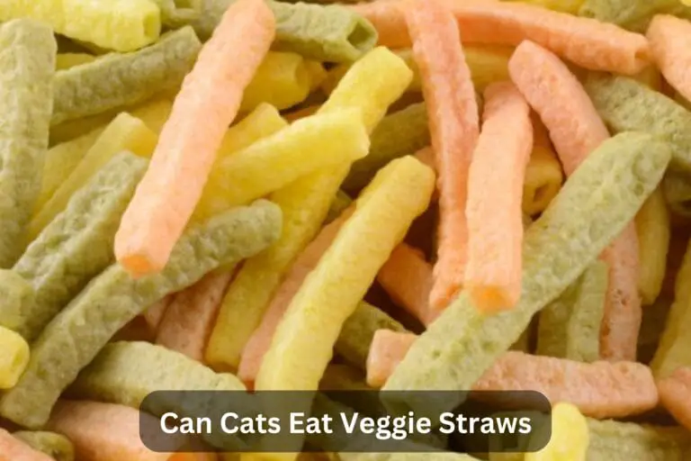 Can Cats Eat Veggie Straws? A Detail Guide